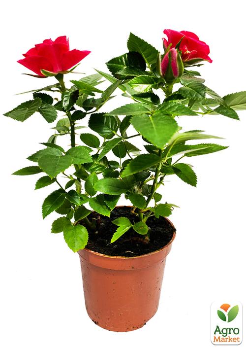 Роза Миниатюрная (комнатная) "Little Robin" (Нидерланды) - фото 6