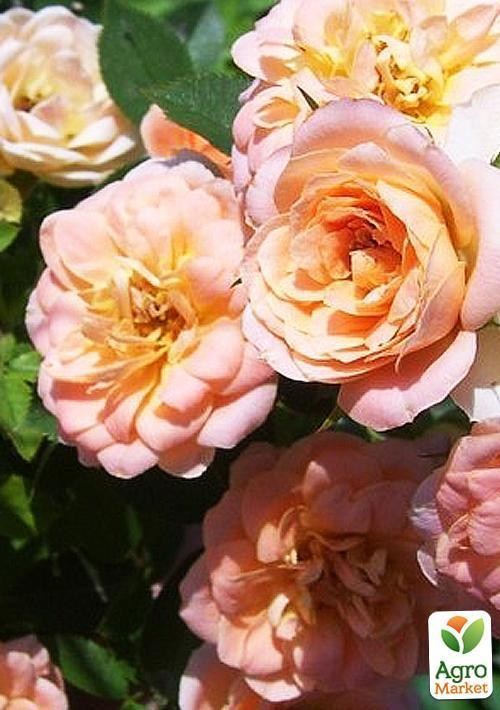 Роза мініатюрна "Даніела"