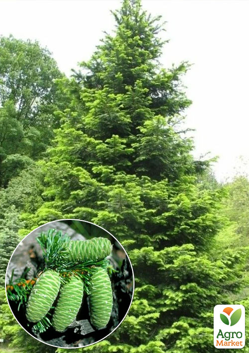 Ялиця Велика (Abies grandis) горщик P9
