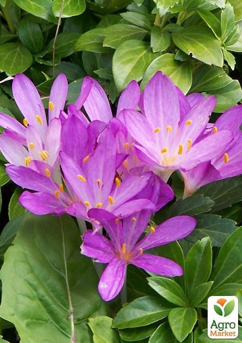 Колхикум "Speciosum" 1шт (розмір 13+ великий) 1шт в упаковці