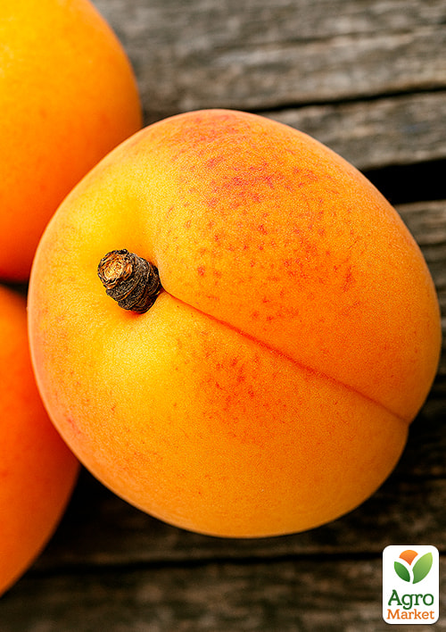 Абрикос "Баршерон" (крупноплодный, позднего срока созревания) - фото 5