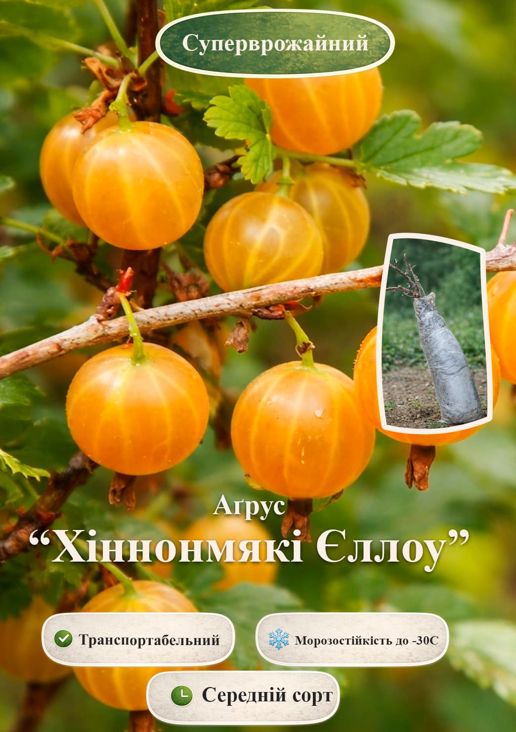 Эксклюзив! Крыжовник "Hinnonmäki Yellow (Хіннонмякі Єллоу)" (средний срок созревания, имеет очень сладкие, крупные ягоды)  1 саженец в упаковке
