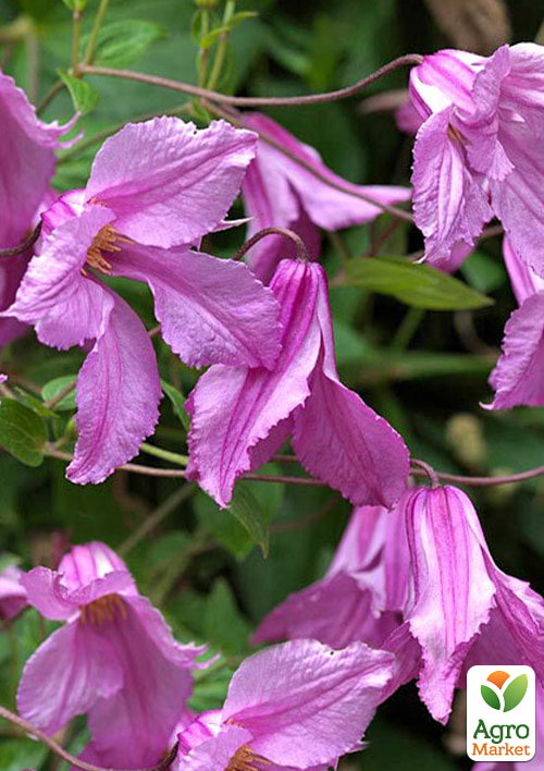 Клематис "Альонушка" вазон Р9