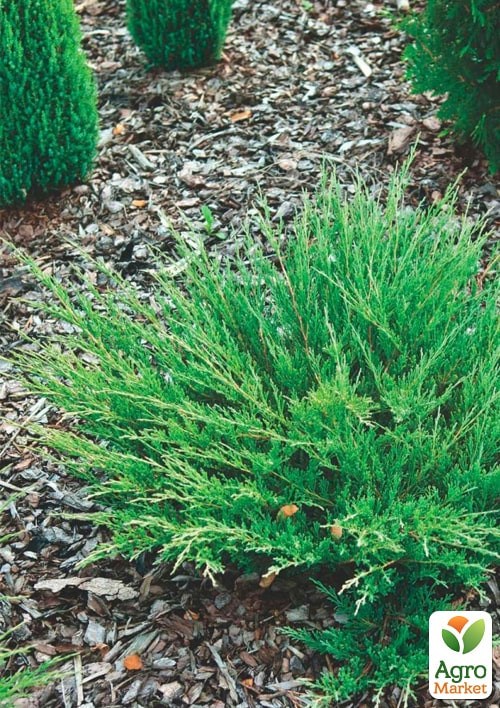 Можжевельник горизонтальный "Andorra Compact" C2, диаметр 25-35см - фото 3