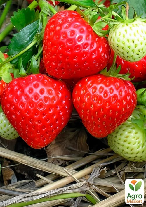 LMTD Клубника ремонтантная 2-х летняя "Lucky Berry" (высота 20-30см, горшок С5)