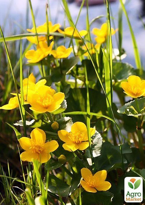 калюжниця болотна - фото 3