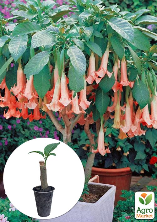 Бругмансія деревоподібна "Pink"