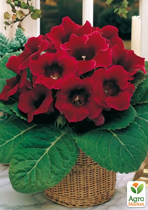 Глоксинія "Defiance"