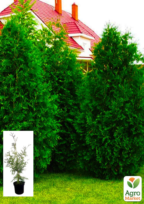 Туя західна "Braband" С3, висота 40-55см