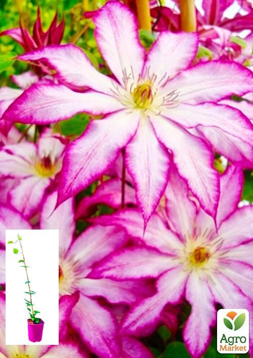 Клематис 3-х річний "Tae" С2