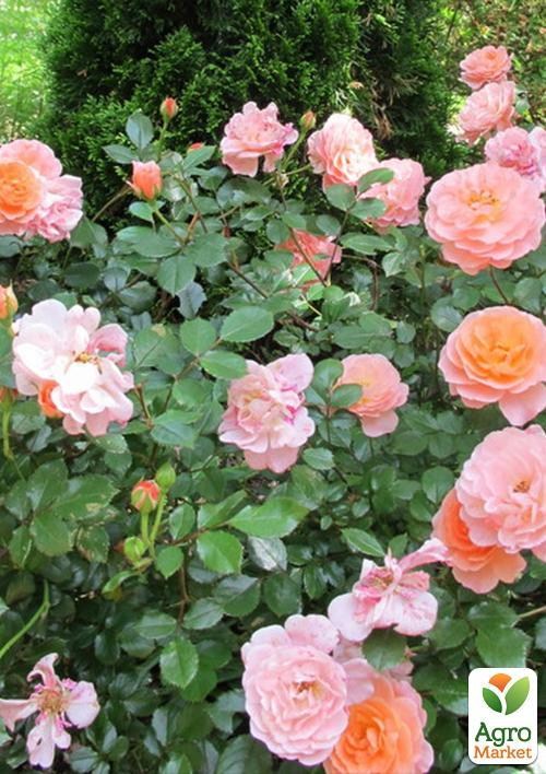 Роза патіо "Апрікот Санблейз"