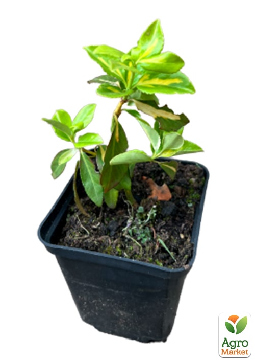 Бересклет Форчун "Sunspot" - фото 5