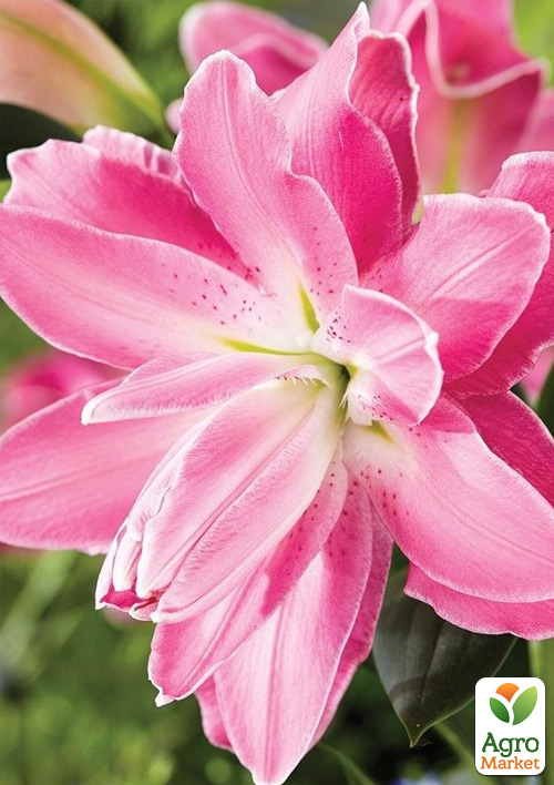 Лілія Махрова "Lotus Joy" - фото 3