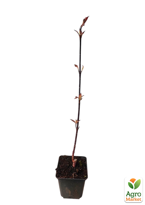 Дерен белый "Kesselringii" (высота саженца 20-30см) - фото 4