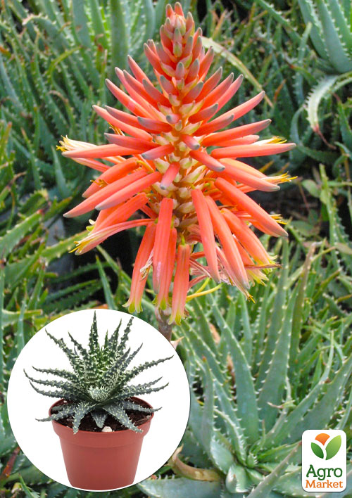 LMTD Алоэ "Humilis" высота растения 10см