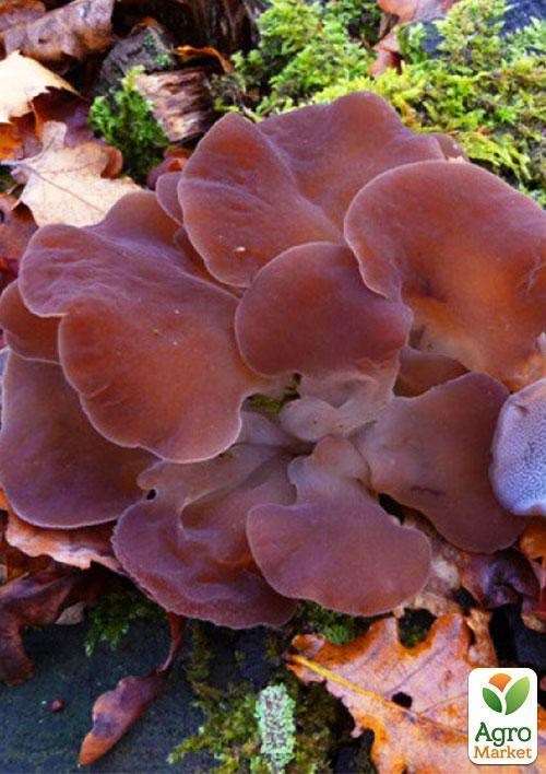 Міцелій на дубових брусочках "Тремеллодон драглистий (Крижаний гриб)" 10шт