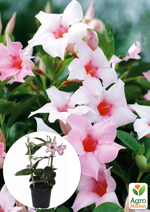 Дипладения (Mandevilla) "Soft Cream Pink" (цветущая лиана)