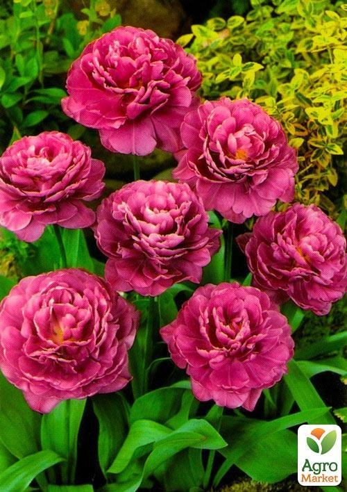 Тюльпан "Margarita" 3шт в упаковке