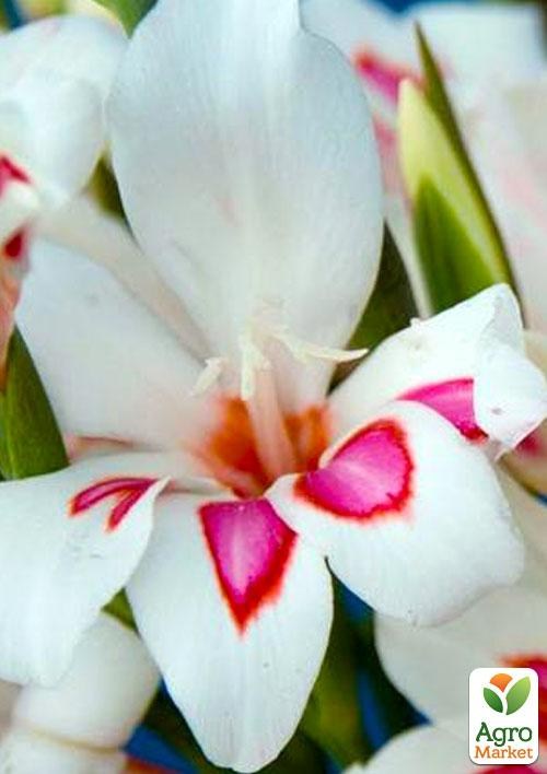 Гладиолус Нанус "Prince Claus" 3шт