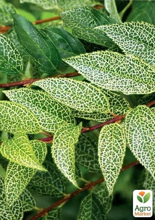 Форзиція корейська "Kumson" - фото 4