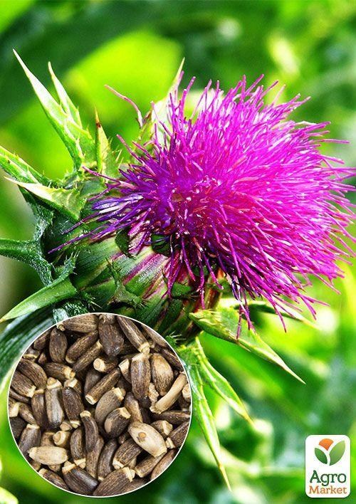 На вагу Розторопша ТМ "Весна" 20г