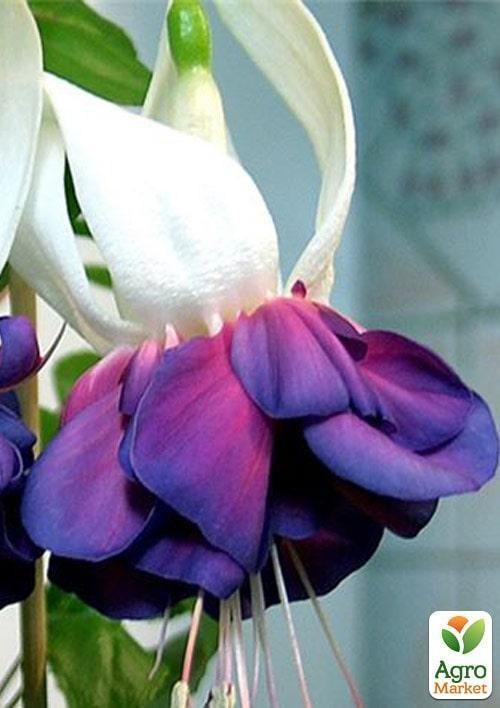 Фуксия ампельная "Deep Purple" (контейнер № 10, высота 5-10 см) - фото 2