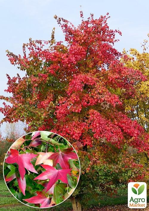 Клен "Бунге" (Acer Truncatum Bunge) вазон Р9