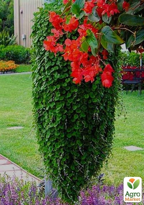 Дихондра "Изумрудный Водопад"