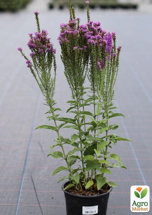 Вероника "Amethyst Plume" вазон С2
