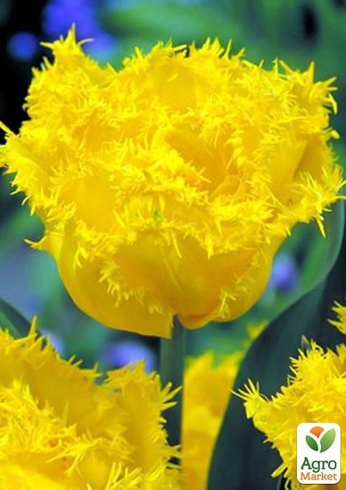 Тюльпан "Exotic Sun" (размер 11/12 , крупный) 3шт в упаковке