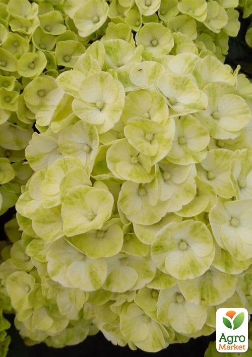 Гортензия крупнолистная курчавая "Caipirinha" - фото 4
