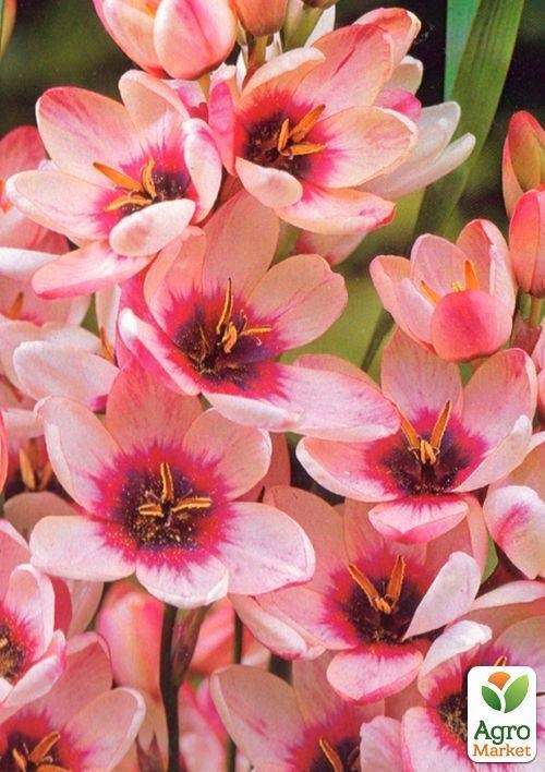 Иксия "Panorama" 5шт в упаковке