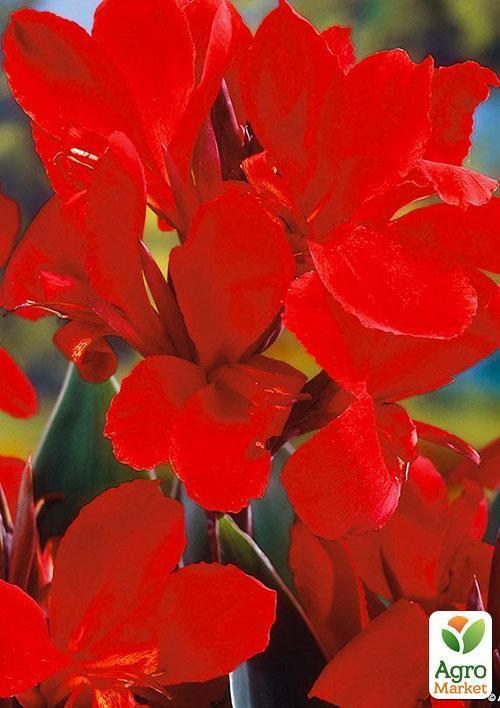 Канна "President" 1шт в упаковке - фото 2