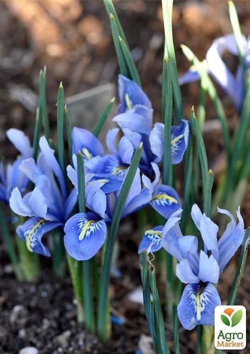 Ирис морозостойкий "Alida" 5шт в упаковке