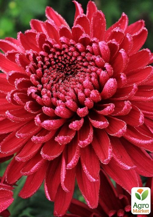 Хризантема срезочная "Royal Purple"