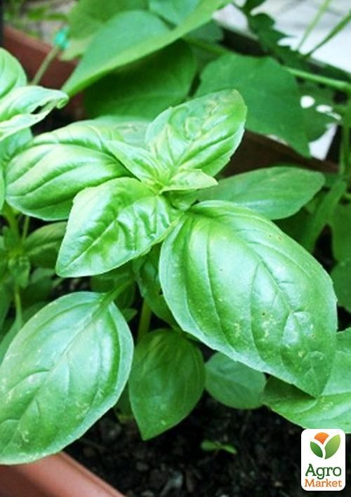 Базилик зелёный "Тонус" (в банке) ТМ "Весна Органик" 10г