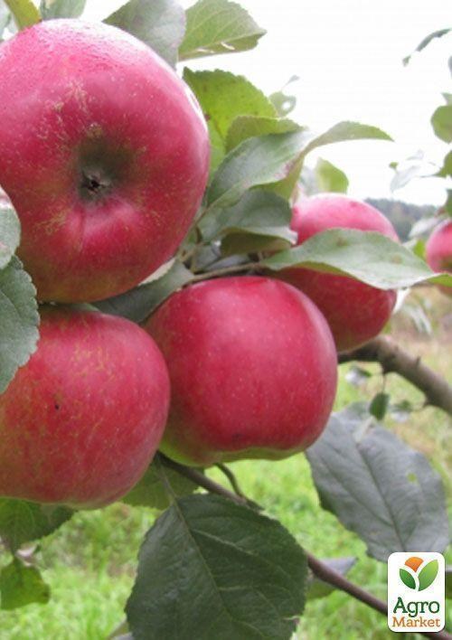 Яблоня "Орнамент" - фото 2