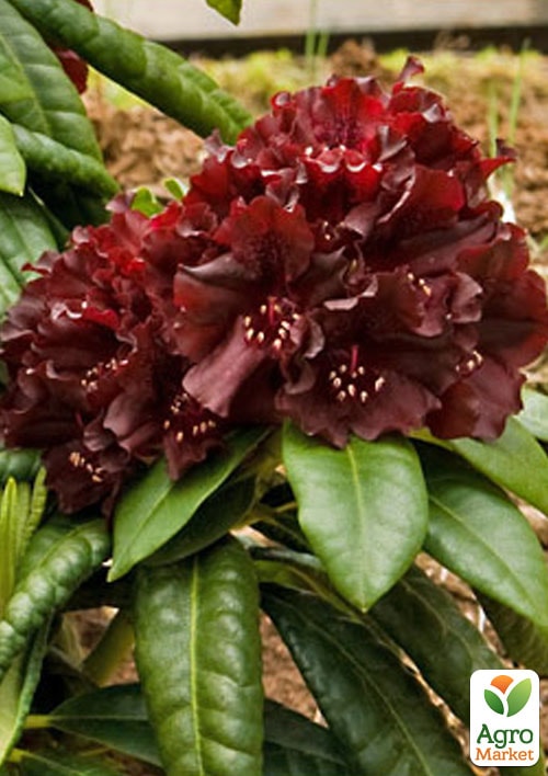 Рододендрон низкорослый вечнозеленый "Блэк Видоу"(Black Widow) - фото 6