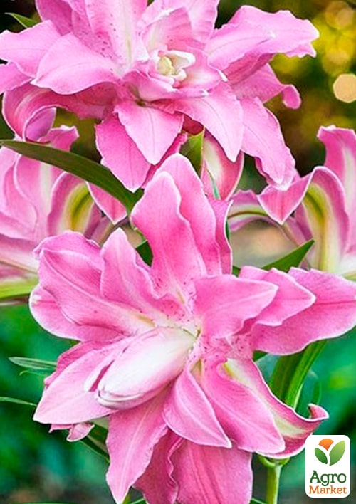 Лілія Махрова "Lotus Joy" - фото 2