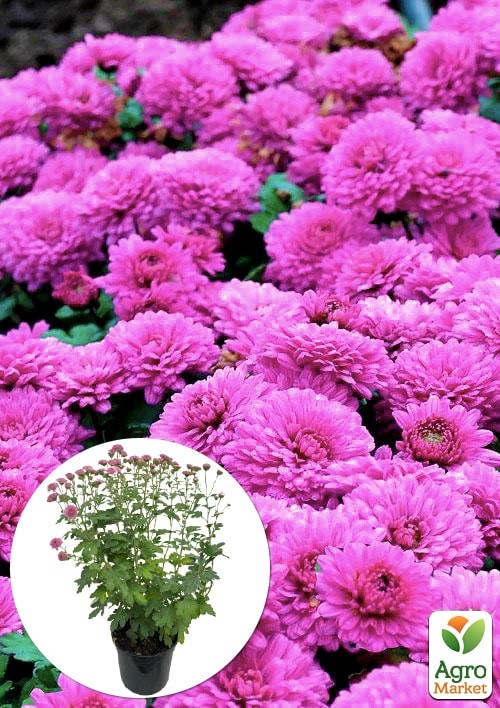 Хризантема Садовая "Fonti Pink" (горшок ф12 высота 20-30см)