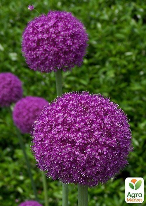 Алліум "Фіолетовий гігант" ТМ "Vesna Exclusive" 5шт - фото 3