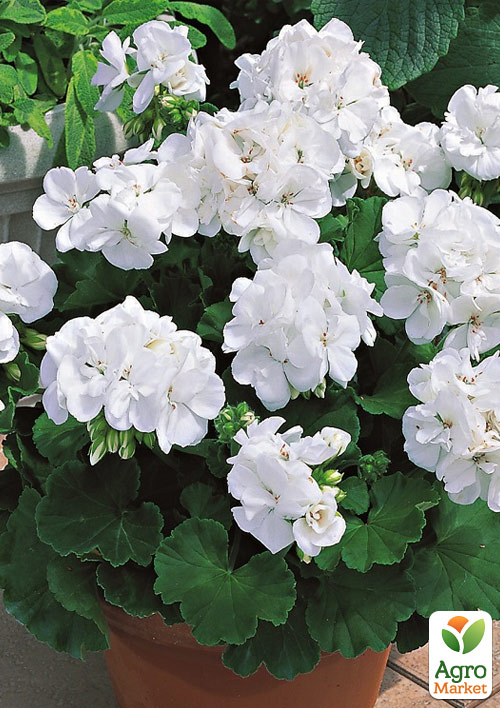 Пеларгония зональная Two in One "White" 