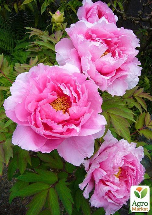 Півонія "Древовидна" (рожева) (Зипер) ТМ "Весна" 7шт - фото 2