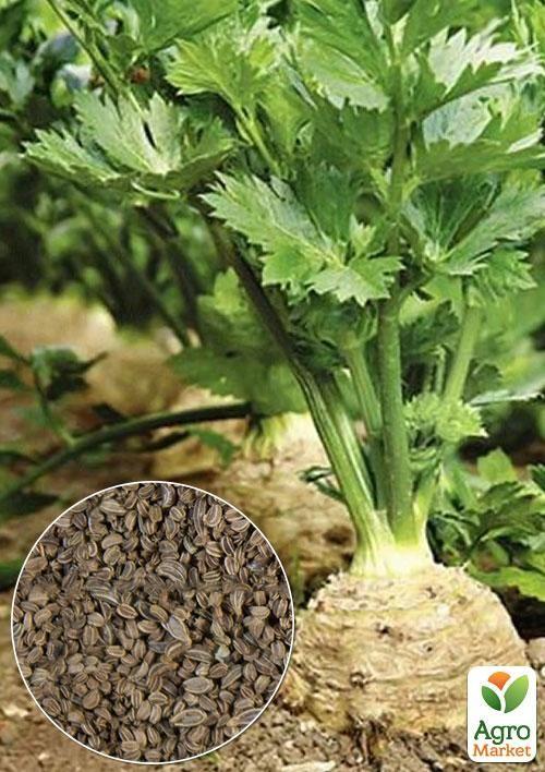 На вагу Селера коренева "Грибовська" ТМ "Весна" ціна за 2г