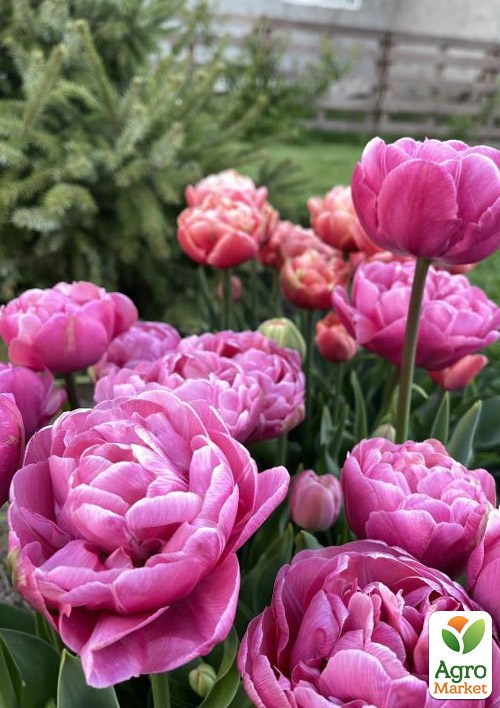 Тюльпан "Amazing Grace" 