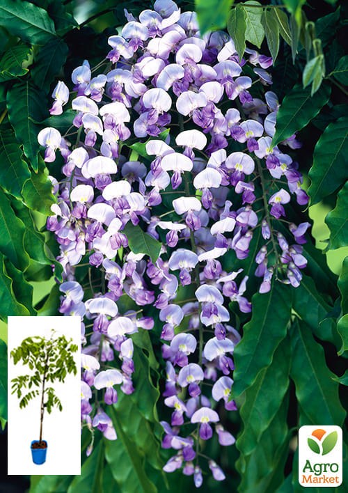 Глициния 3-х летняя японская "Домино" (Wisteria japanese Domino) С2, высота саженца 60-100см