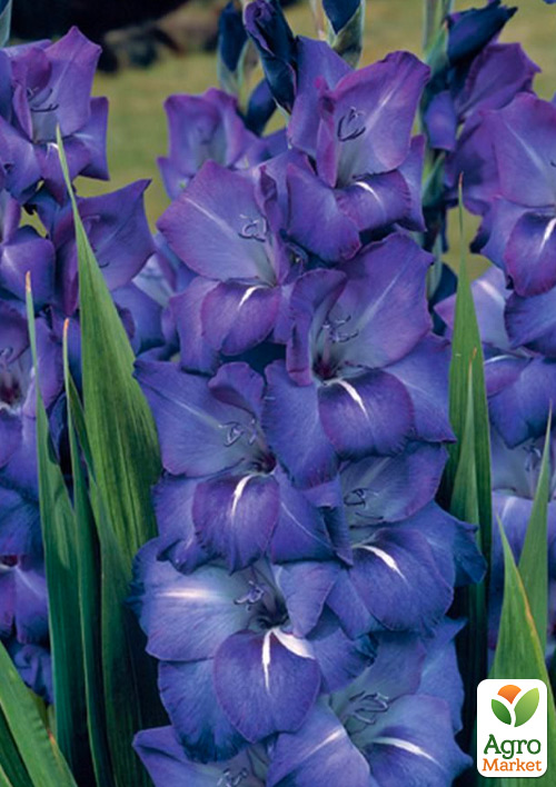 Гладіолус «Blue Isle»