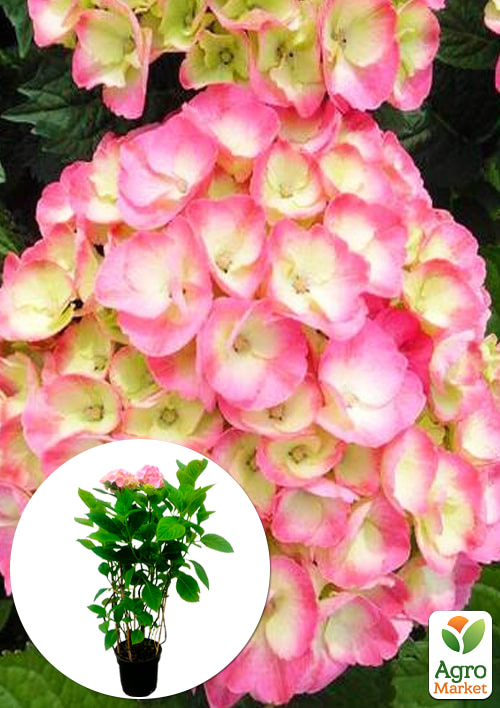 Гортензія крупнолиста 4-х річна "Rembrandt Dolce Chic" (70-90см)
