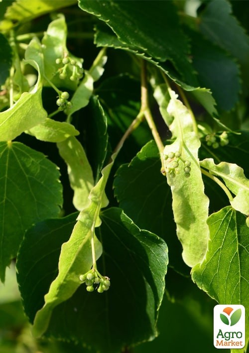 Липа дрібнолиста лікувальна "Грін Глоб" висота 50-100см - фото 3