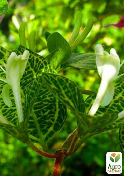 Жимолость "Aureoreticulata Japonica" (Декоративна, плетиста) (контейнер Р9) - фото 2